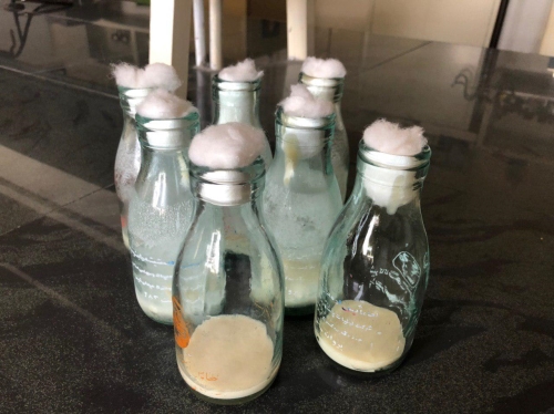 محیط کشت آماده مگس سرکه Drosophila melanogaster