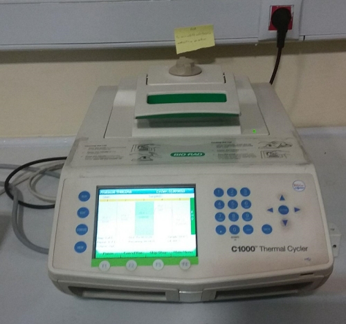 PCR gradient