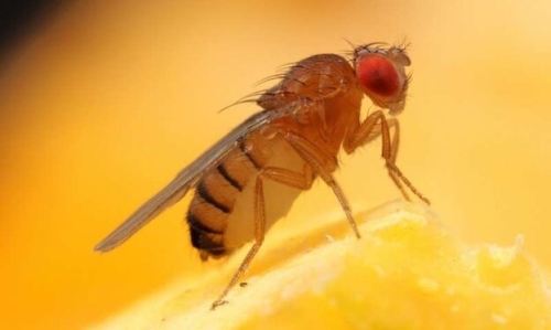 مگس سرکه Drosophila melanogaster